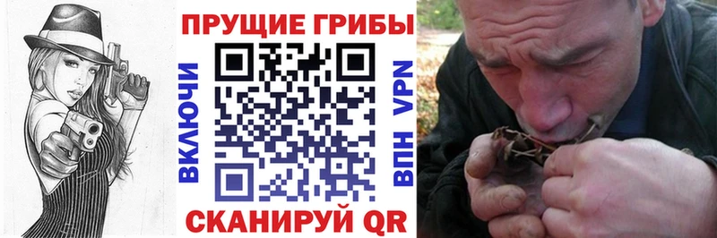 купить наркотик  Калининец  Галлюциногенные грибы Psilocybine cubensis 